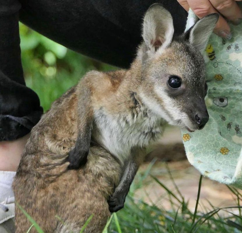 Baby kangaroo for sale, kangaroo for sale USA, kangaroo for sale UK, Buy kangaroo online, Buy baby Kangaroo