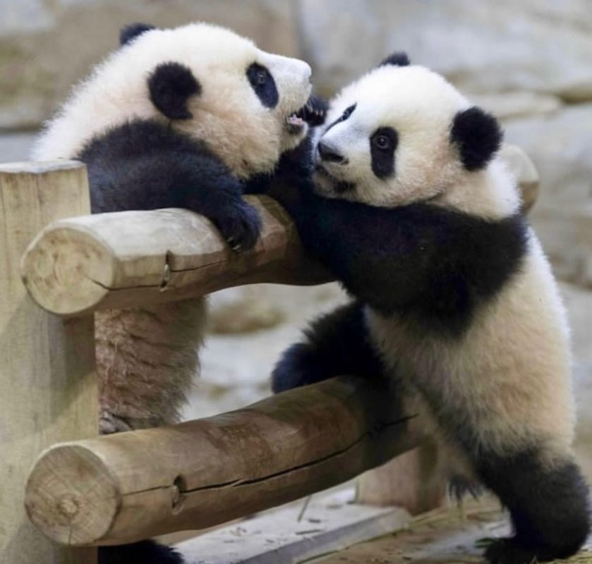 Panda for sale in USA, Panda for sale UK, Pandas for sale, buy baby Panda, Panda for sale price