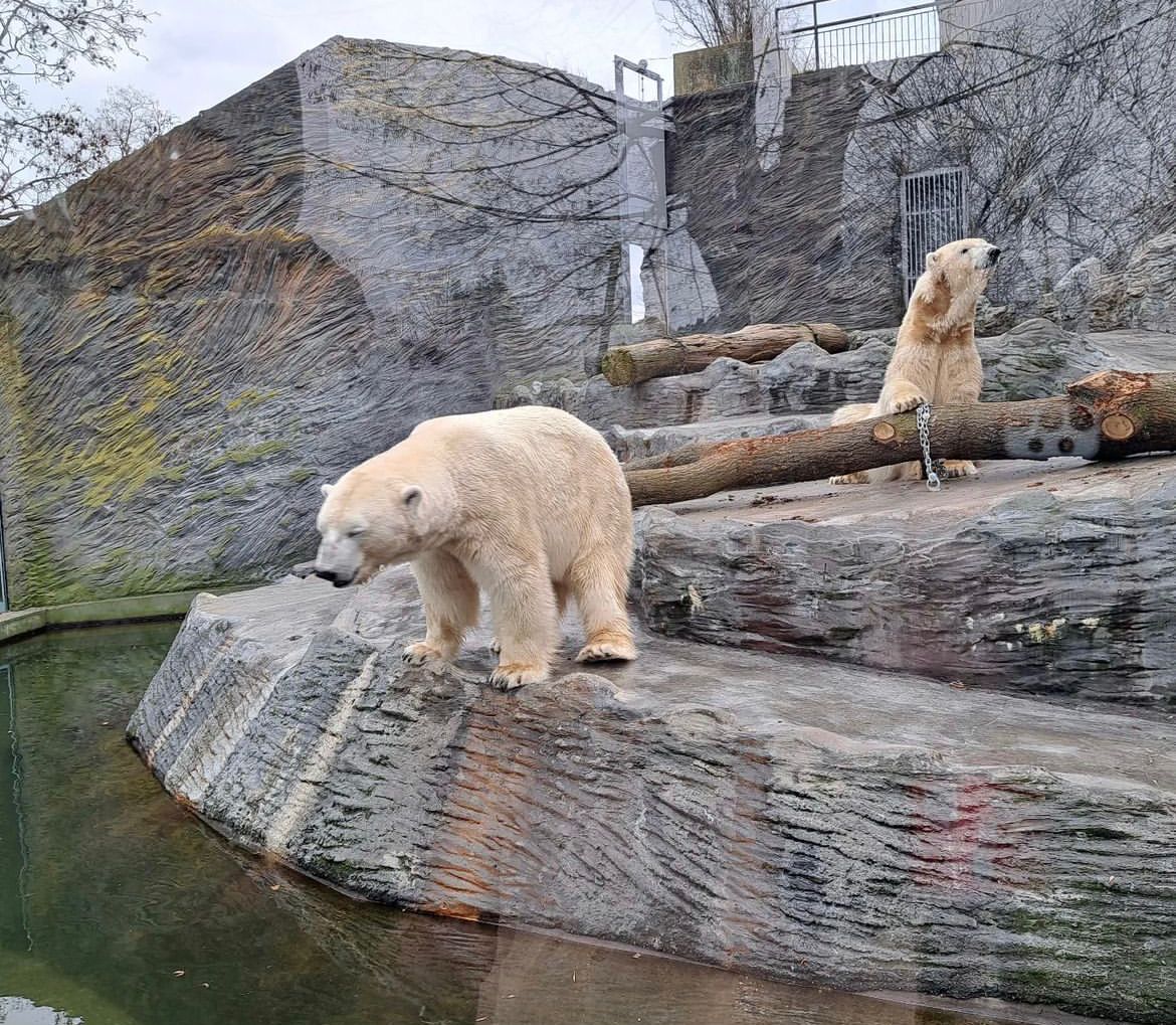 Baby polar Bear for sale , White bear for sale , Buy polar Bear , polar bears for sale